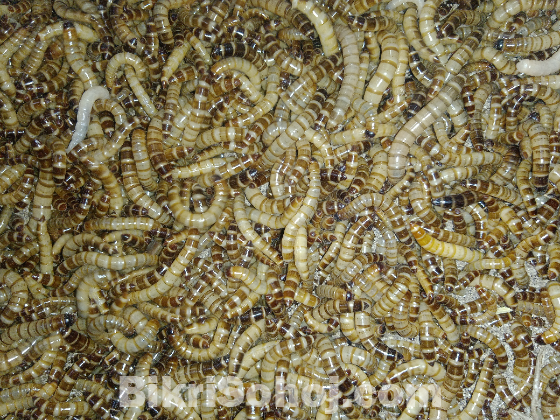 Beetle mealworm বিটল পোকা